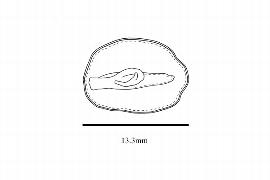   Embryo:   Nelumbo nucifera ; Illustration by K. Parker, Kirkbride et al. (2006)
